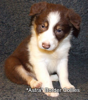 red and white border collie puppy with tan (tricolour)